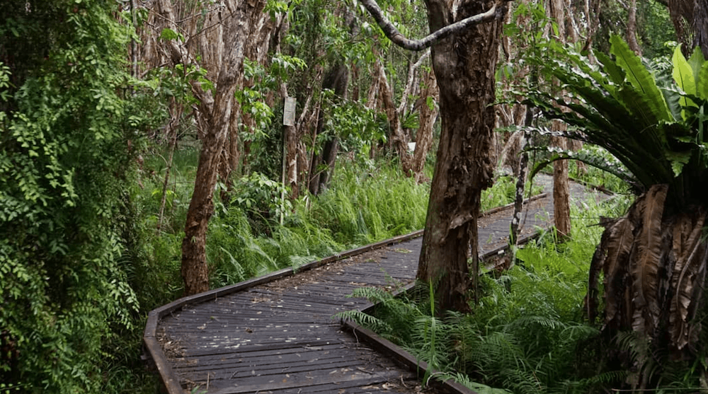 Tree Sanctuary Byron Bay
