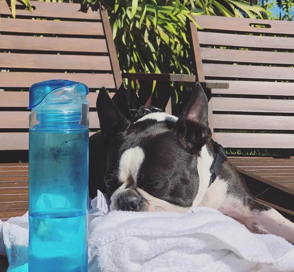 Dog Friendly Accommodation Byron Bay