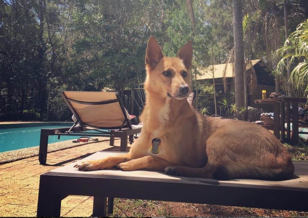 Dog Friendly Accommodation Byron Bay