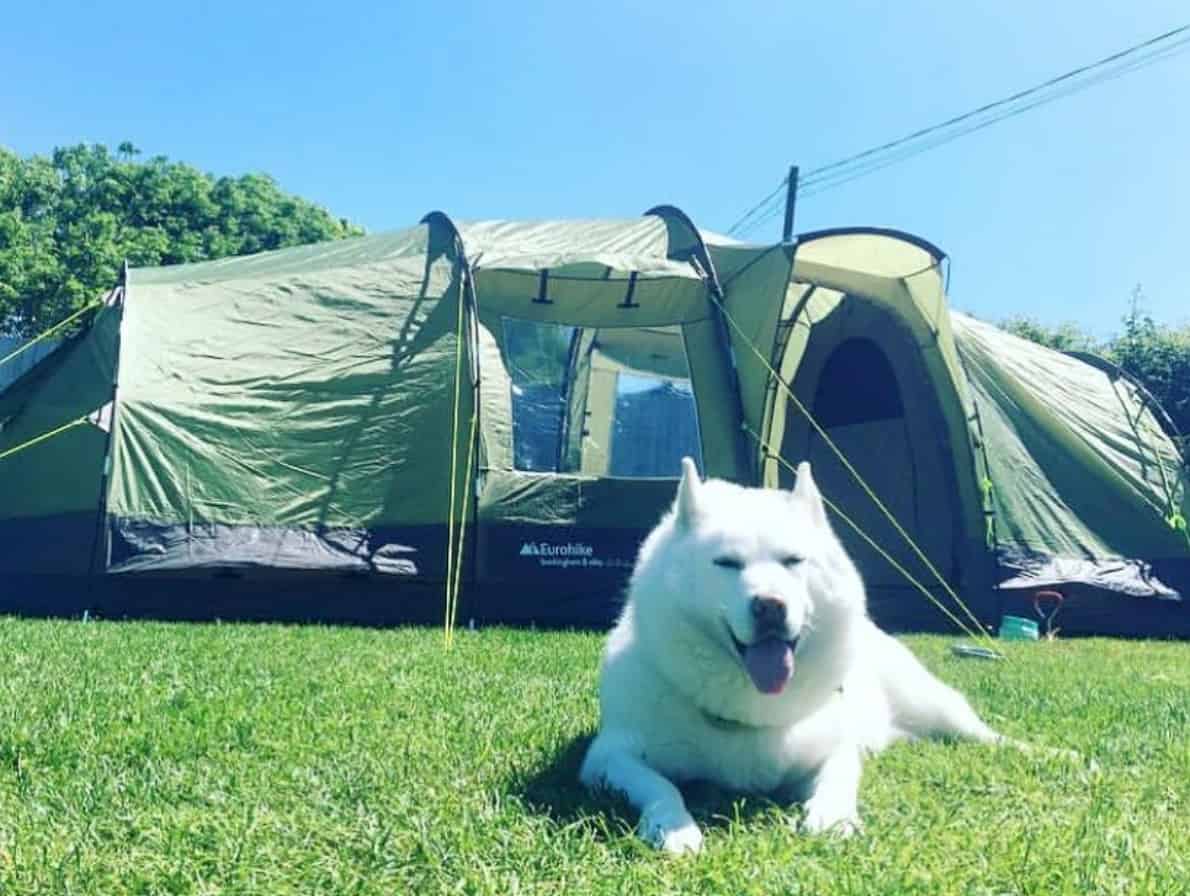 Camping With Dogs The Ultimate Guide Smart Camper